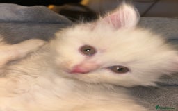 Mixed Breed cats for sale: Stunning Kittens  - Image 8
