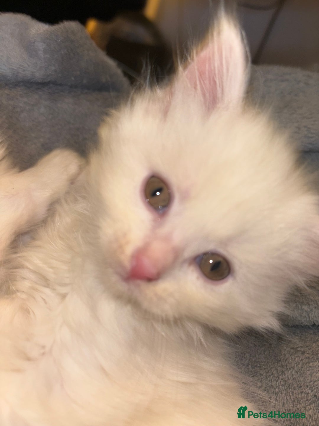 Mixed Breed cats for sale: Stunning Kittens  - Image 8