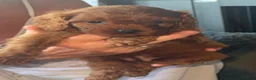 Cavapoo dogs for sale: F1 cavapoos ready to reserve - Advert 5