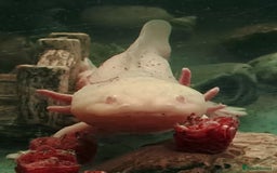 Axolotl reptiles for sale: Axolotls  - Image 28