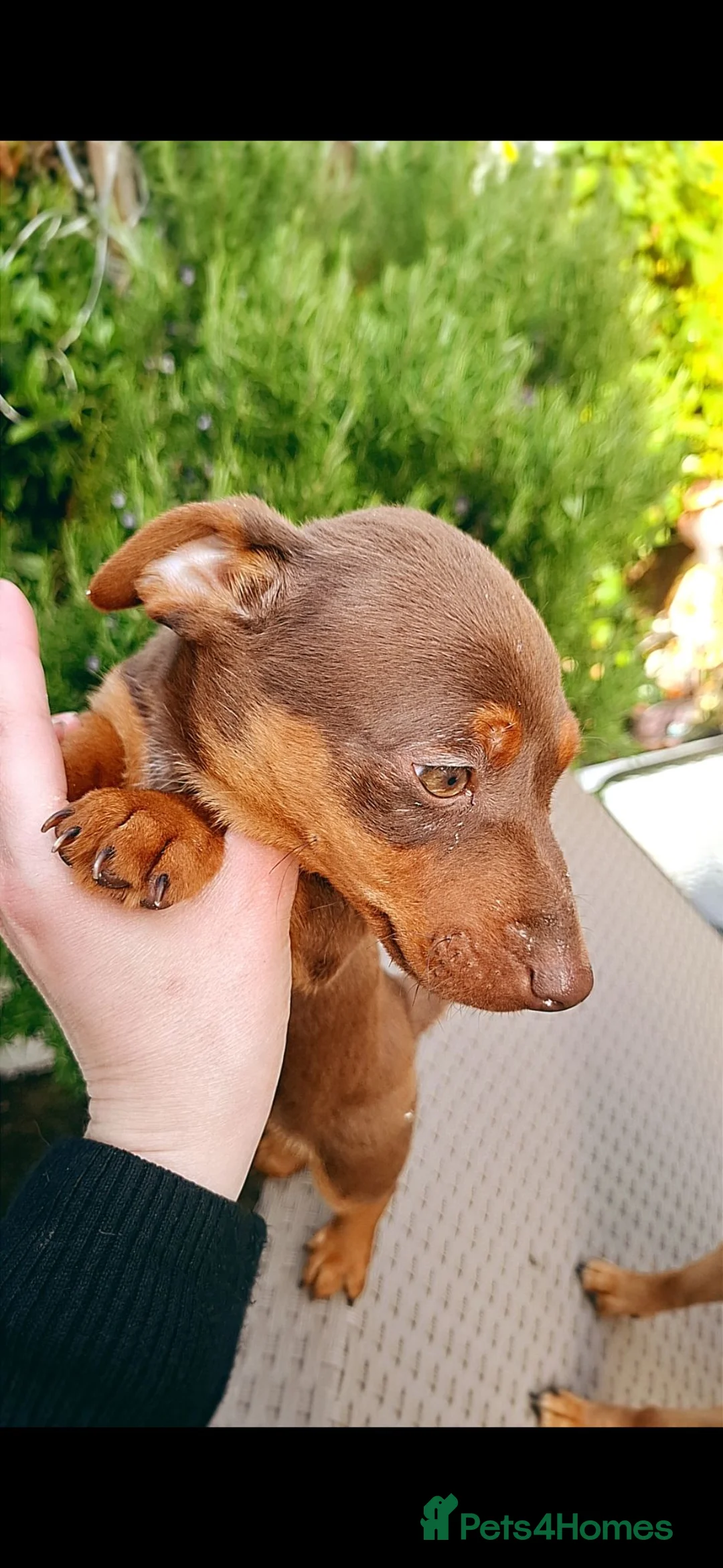 Jack Russell dogs for sale: Jack Russell puppy  in Hartlepool - Advert 1
