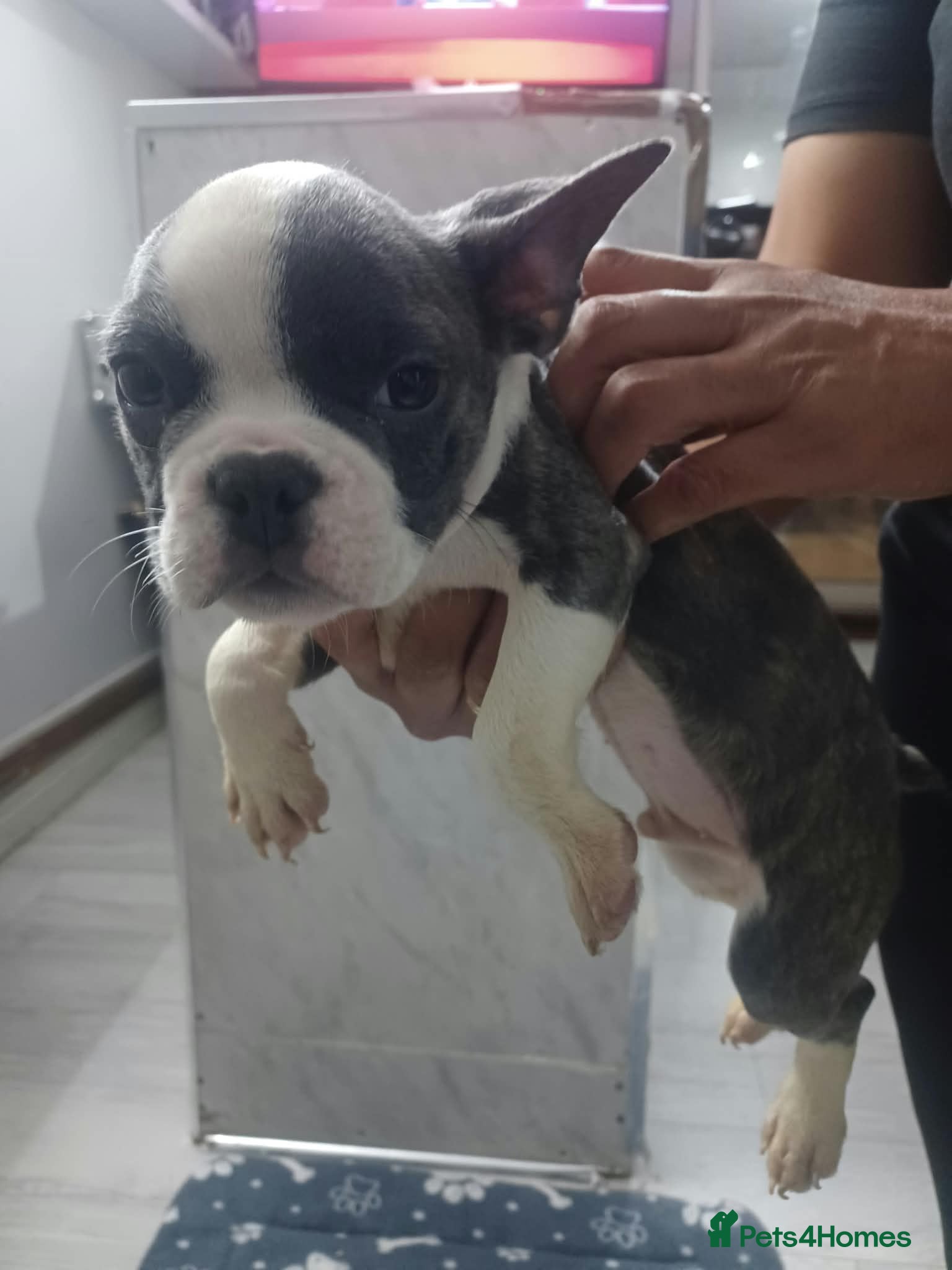 French Bulldog dogs Frenchis  - Advert 13