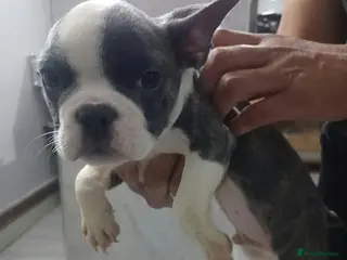 French Bulldog dogs Frenchis - Advert 1