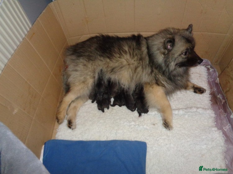 Keeshond dogs Keeshond Puppies - Advert 1