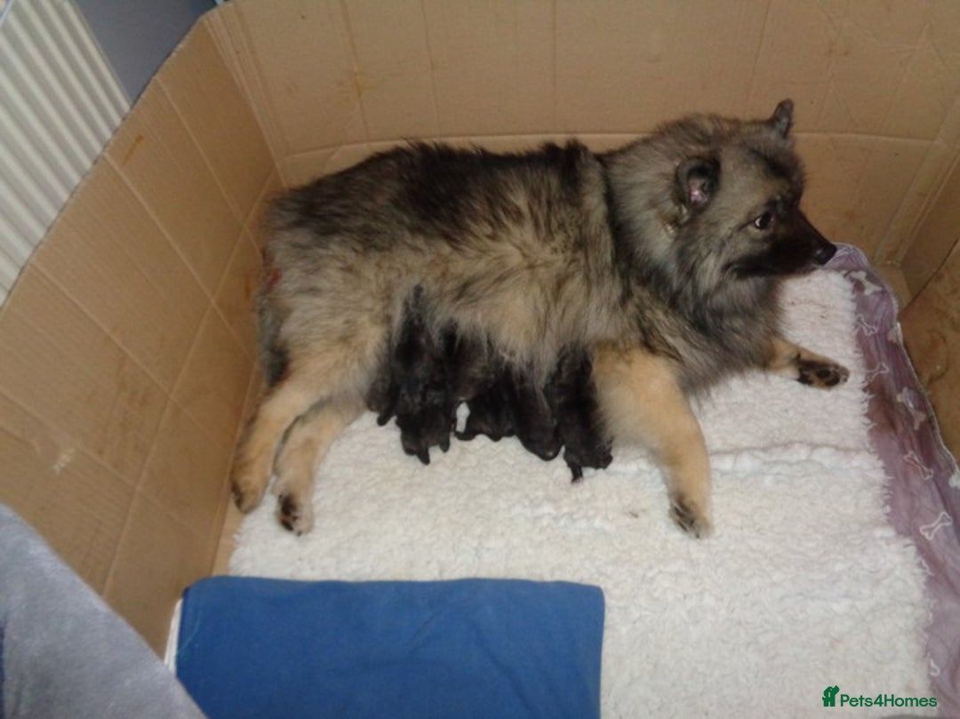 Keeshond dogs for sale: Keeshond Puppies - Advert 1