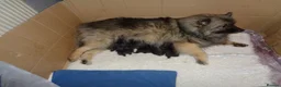 Keeshond dogs for sale: Keeshond Puppies - Advert 1