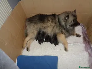 Keeshond dogs Keeshond Puppies - Advert 1