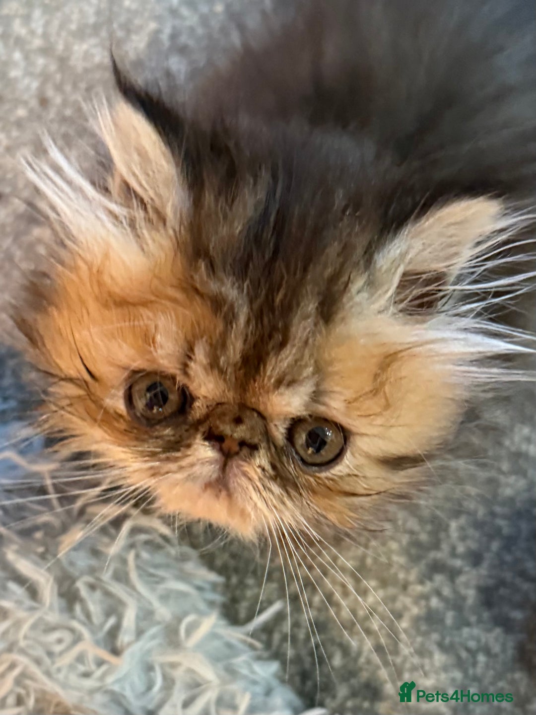 Persian cats for sale: REDUCED GCCF  PERSIANS  - Image 7