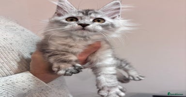 Maine Coon cats - Advert 3