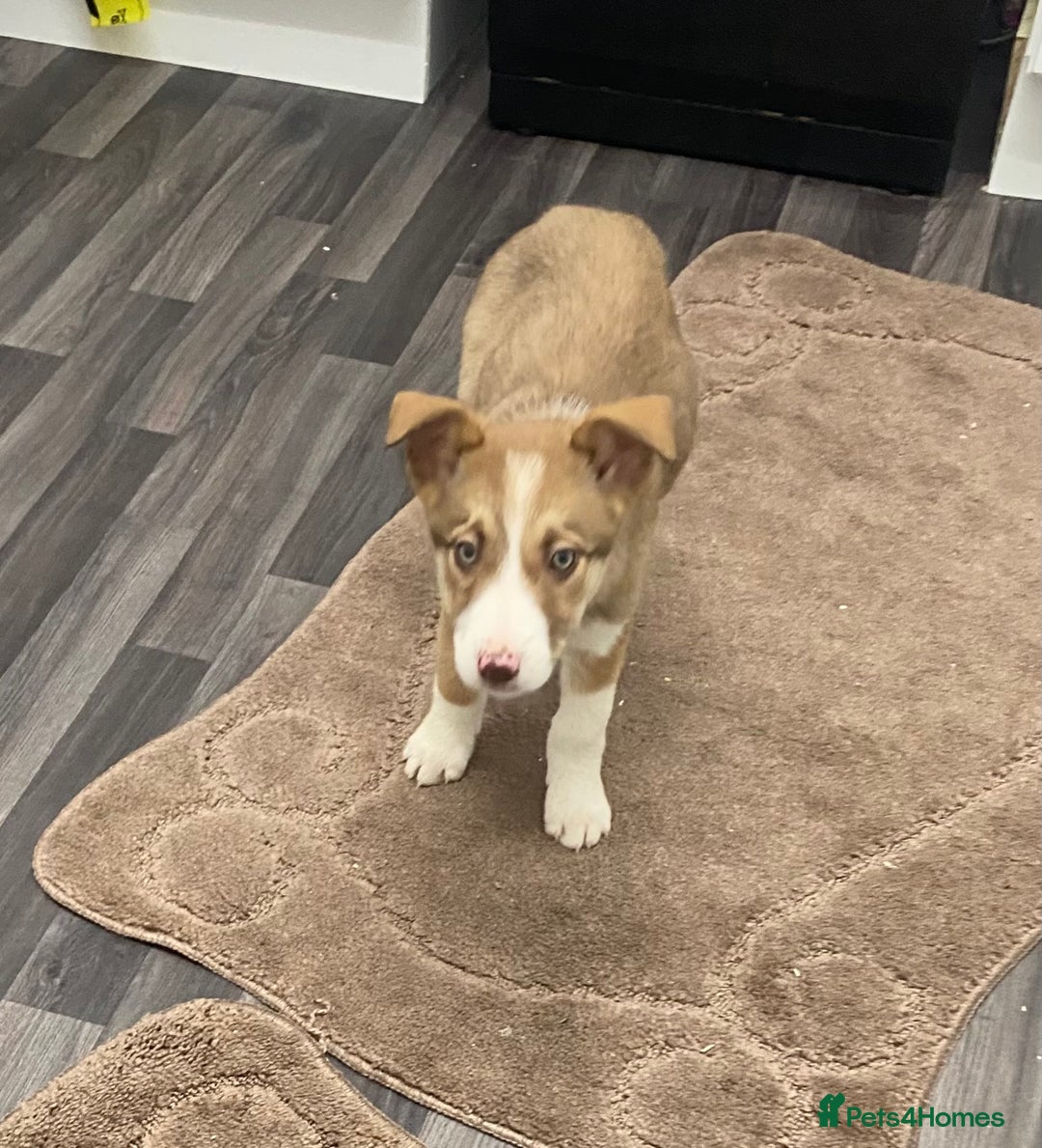 Mixed Breed dogs for sale: husky x pointer puppies  - Advert 6