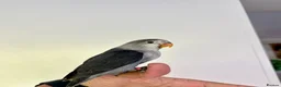Lovebirds birds for sale: Tame Lovebird Babies – Rare Colours - Advert 6