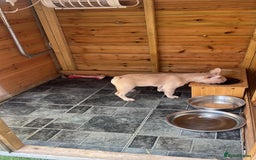 French Bulldog dogs for sale: Adorable 3.5-Month-Old Fawn & Cream French Bulldog - Image 3