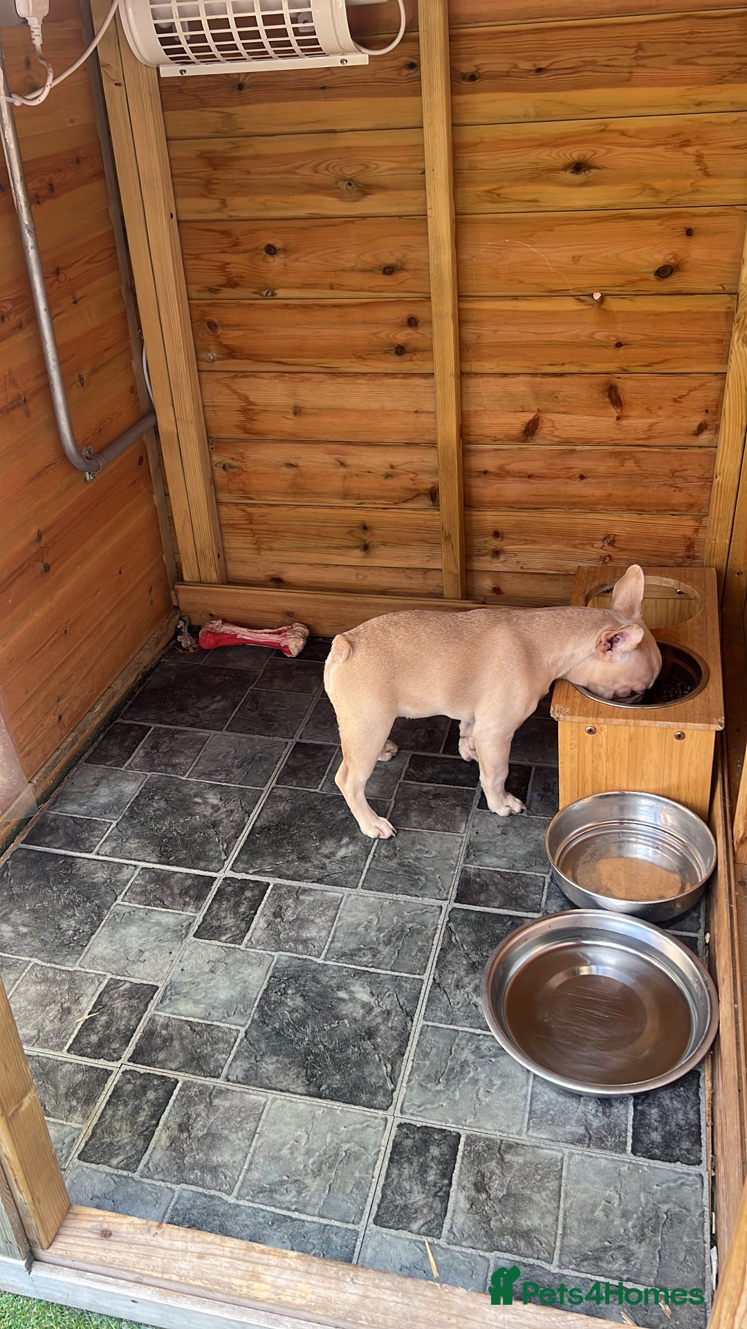 French Bulldog dogs for sale: Adorable 3.5-Month-Old Fawn & Cream French Bulldog - Image 3