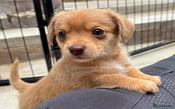 Mixed Breed dogs for sale: F1 dameranians  - Image 6
