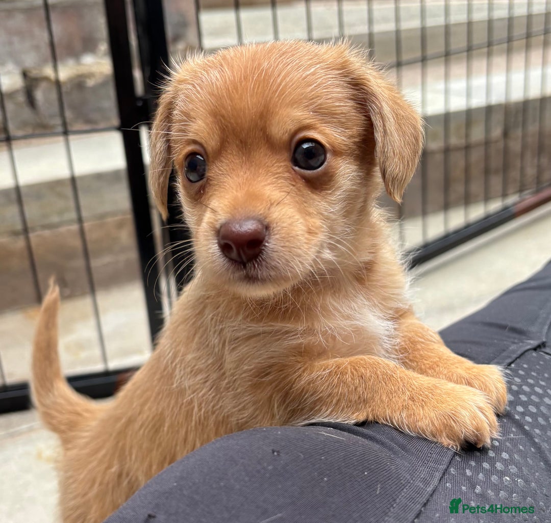 Mixed Breed dogs for sale: F1 dameranians  - Image 6