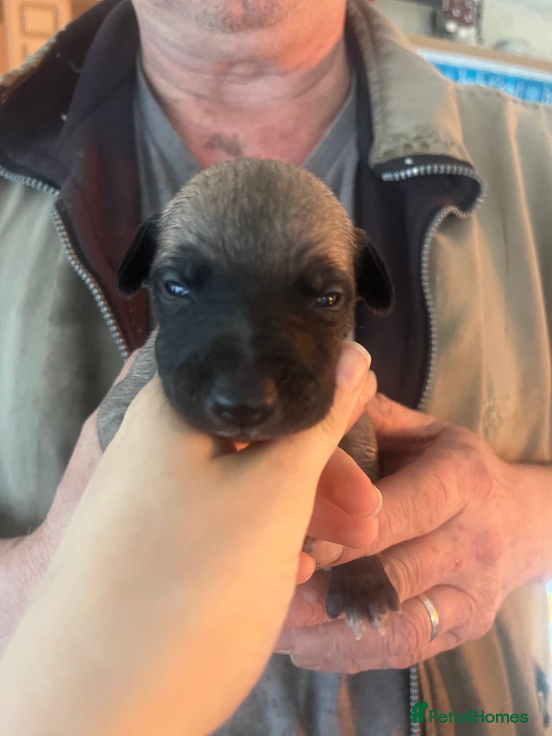 Whippet dogs for sale: Gorgeous KC Whippet Pups - Advert 16