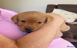 Labrador Retriever dogs for sale: Beautiful Fox Red Labrador puppies for sale - Image 3