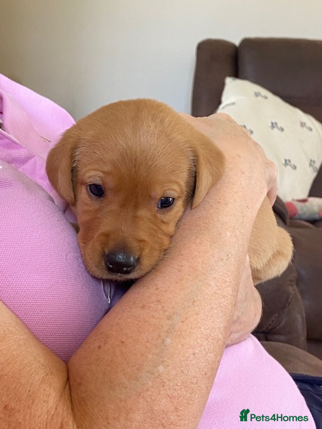 Labrador Retriever dogs for sale: Beautiful Fox Red Labrador puppies for sale - Image 3