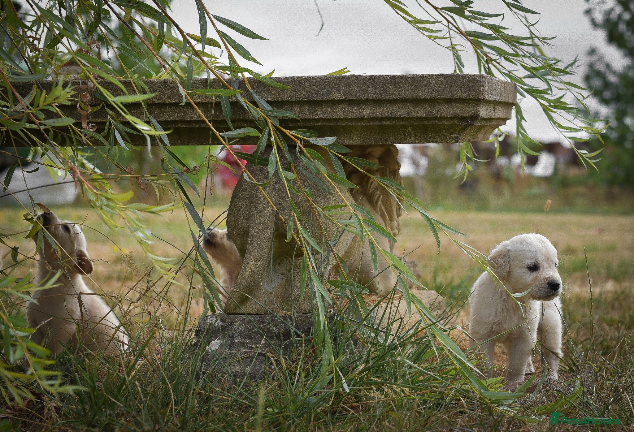 Golden Retriever dogs Beautiful Soft Gentle Golden Retrievers  - Advert 1