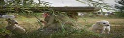 Golden Retriever dogs for sale: Beautiful Soft Gentle Golden Retrievers  - Advert 1