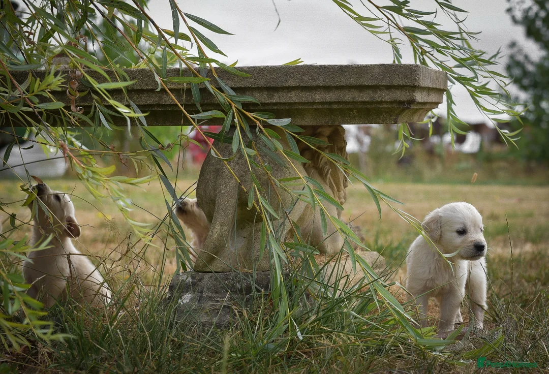 Golden Retriever dogs for sale: Beautiful Soft Gentle Golden Retrievers  - Advert 1