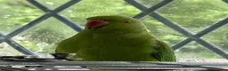 Ringnecks birds for sale: Young Male Indian Ringneck  - Advert 3