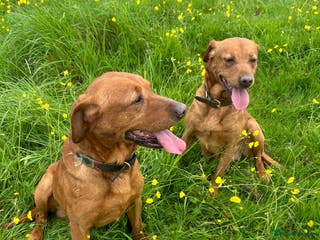 Labrador Retriever dogs for stud: Stunning True Fox Red / Health tested in Solihull - Advert 3
