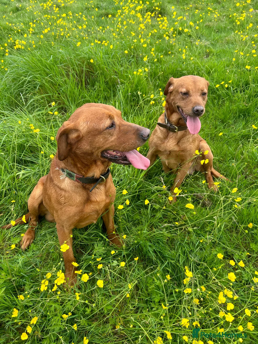 Labrador Retriever dogs for stud: Stunning True Fox Red / Health tested  in Solihull - Advert 1