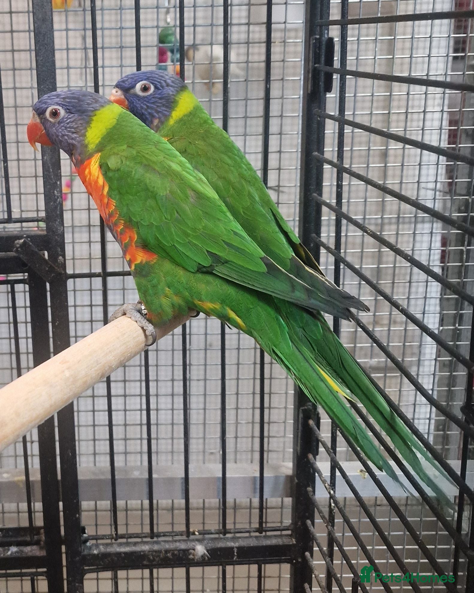 Parrots birds Stunning Parrots/Parakeets/Amazons  - Advert 2