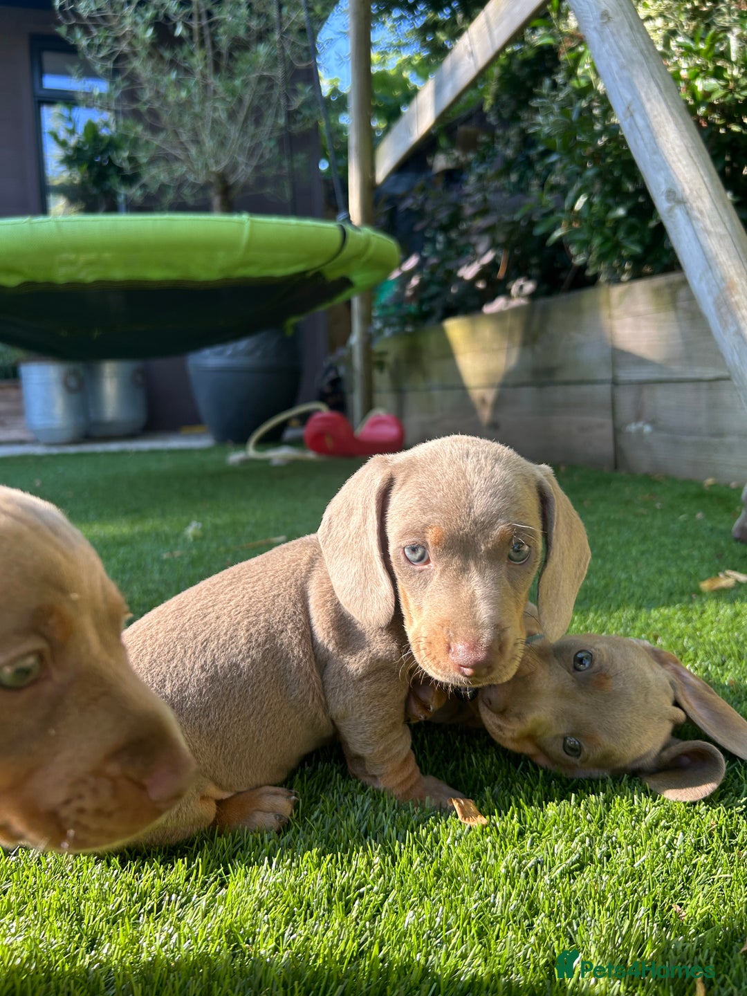 Miniature Dachshund dogs for sale: 3 LEFT- READY TO LEAVE ❤️ Mini Dachshund puppies! - Image 12