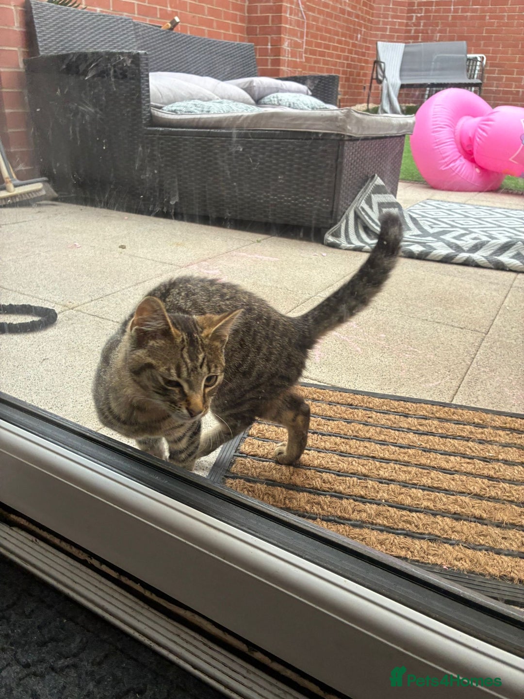 British Shorthair cats for sale: Female kitten zuzu 12 weeks old  - Image 3
