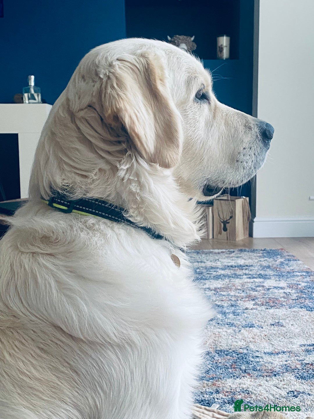 Golden Retriever dogs for stud: ORLAGOLD MAJOR TOM (Ziggy) - Advert 17