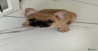 French Bulldog dogs - Advert 1
