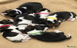 Beagle dogs for sale: Purebred Beagle Puppies - Image 3