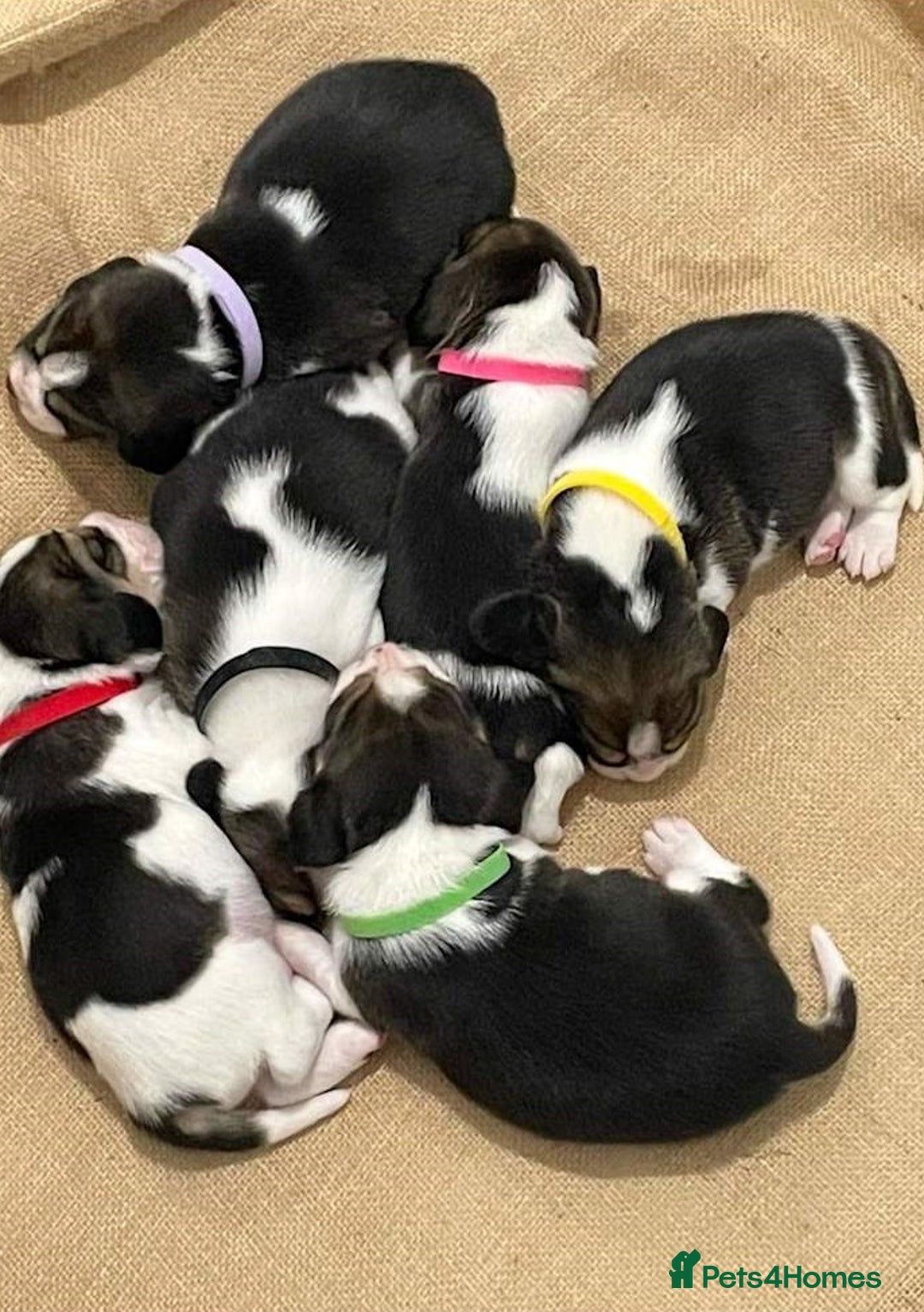 Beagle dogs for sale: Purebred Beagle Puppies - Image 3