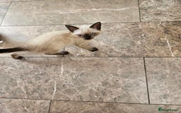 British Shorthair cats for sale: Mother and 2 kitten  for sale  - Image 8