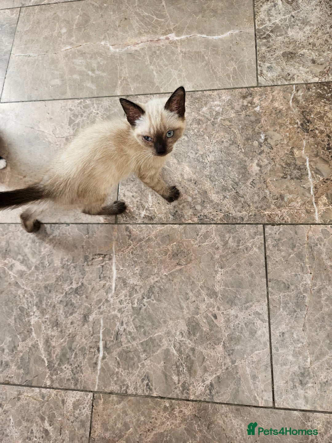 British Shorthair cats for sale: Mother and 2 kitten  for sale  - Image 8
