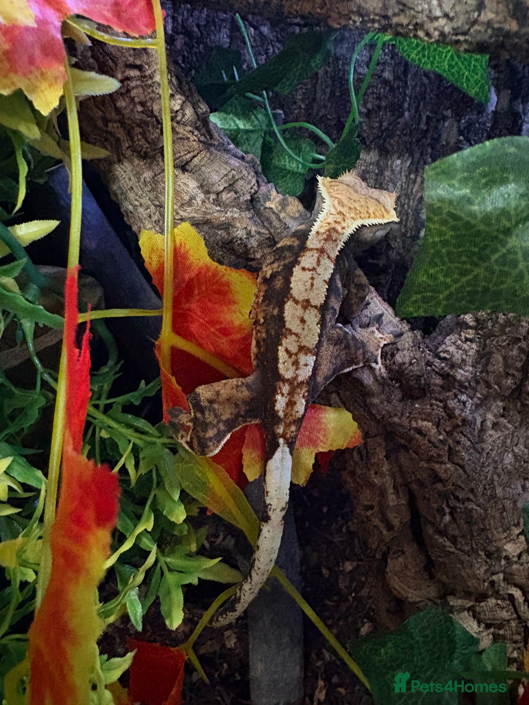 Gecko reptiles for sale: Female crested gecko🦎 - Image 2