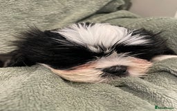 Shih Tzu dogs for sale: Adorable Imperial Shih Tzu Puppies - Advert 24