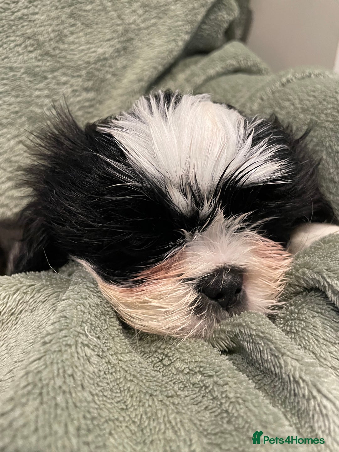 Shih Tzu dogs for sale: Adorable Imperial Shih Tzu Puppies - Advert 24