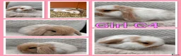 Mini Lop rabbits for sale: Mini lop babies  - Advert 9