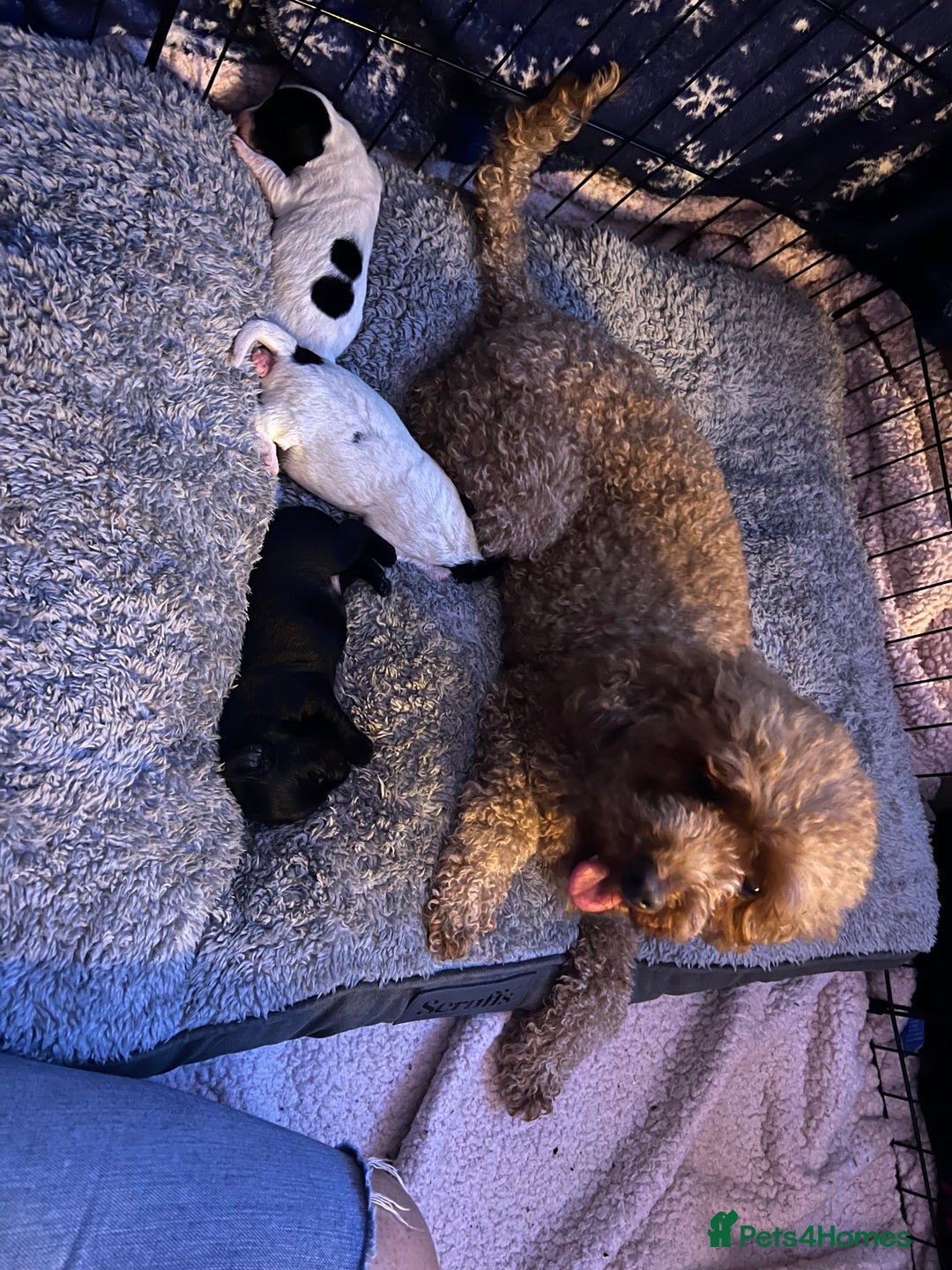 Mixed Breed dogs for sale: Doxiepoo - Advert 1