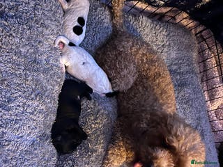 Mixed Breed dogs Doxiepoo - Advert 2