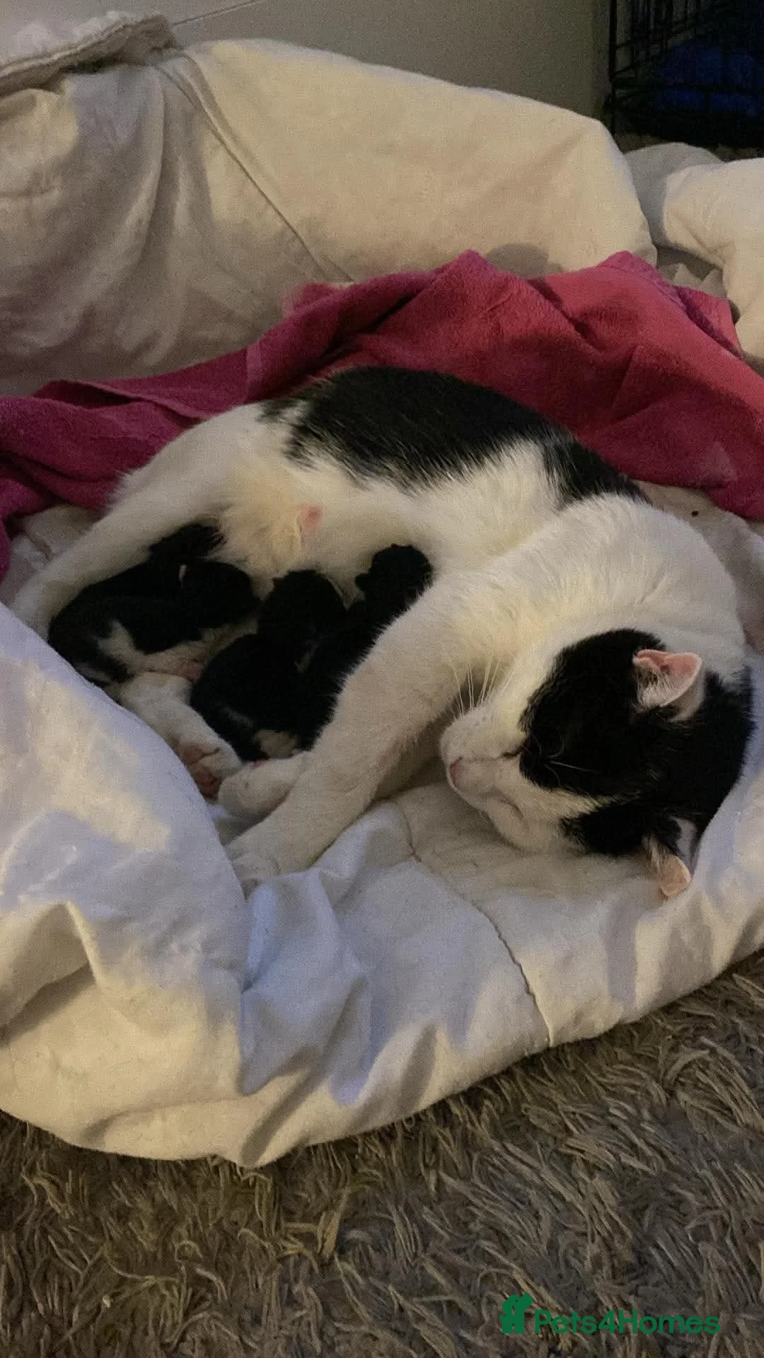 Domestic Shorthair cats for sale: Adorable kittens looking for their forever homes! in London - Advert 2