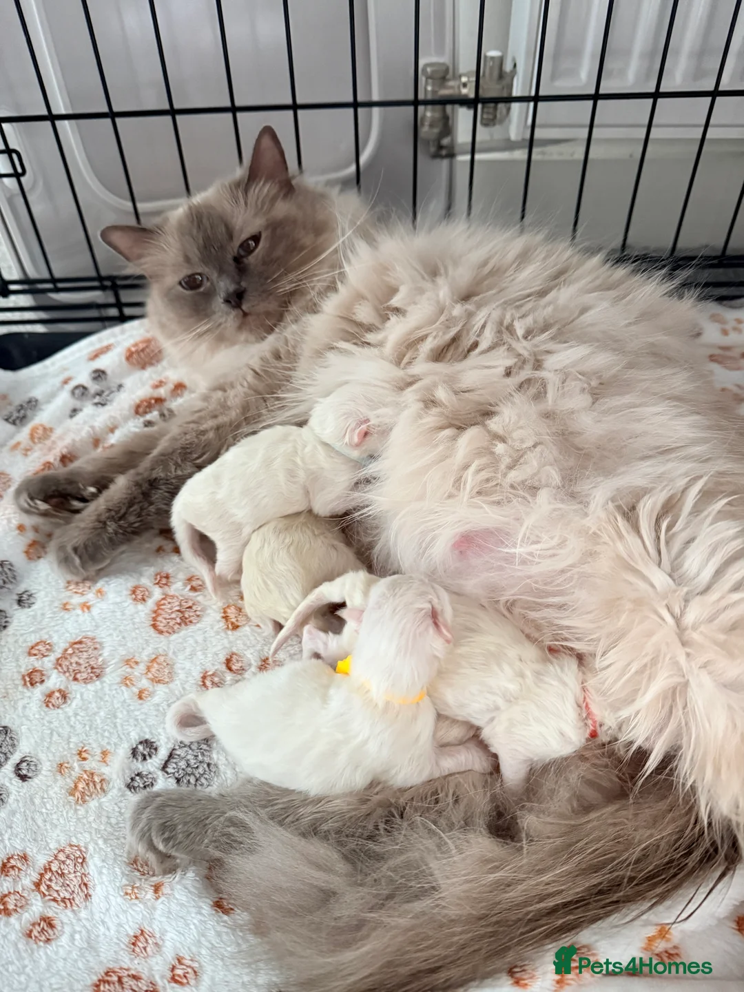 Ragdoll cats for sale: 4 ragdoll kittens  - Advert 2