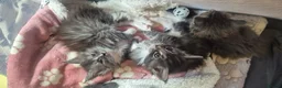 Maine Coon cats for sale: Beautiful Maine Coon Kittens  - Advert 12