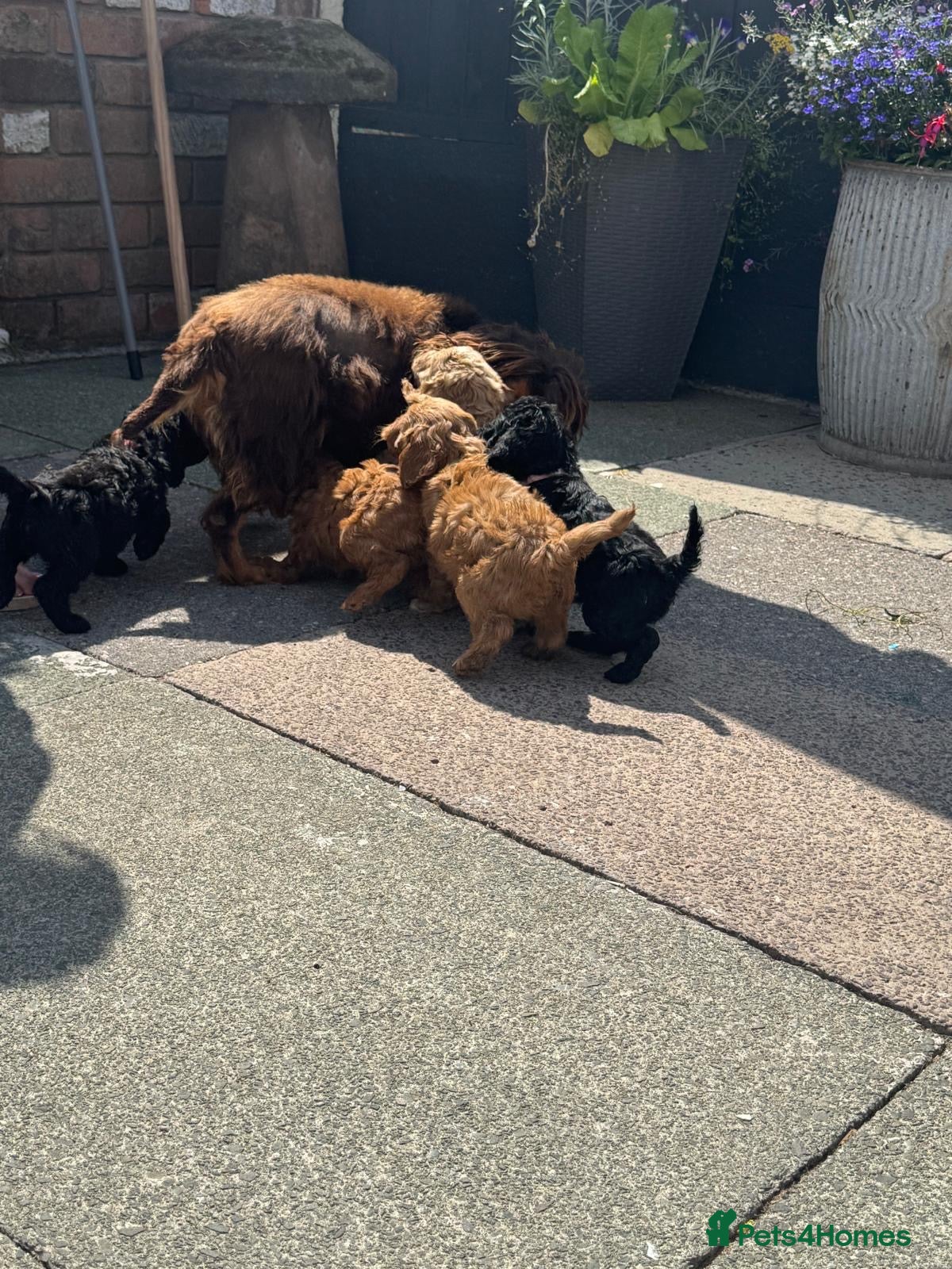 Cockapoo dogs Cockapoo puppies available  - Advert 14