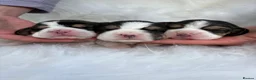 Beagle dogs for sale: ONLY 1 MALE LEFT - Gorgeous tricolour beagle pups - Advert 14