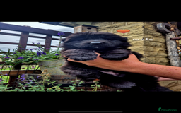 German Shepherd dogs for sale: KC reg health tested German shepherd puppies  - Image 7