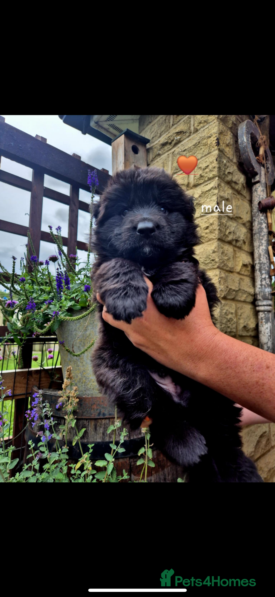 German Shepherd dogs for sale: KC reg health tested German shepherd puppies  - Image 7